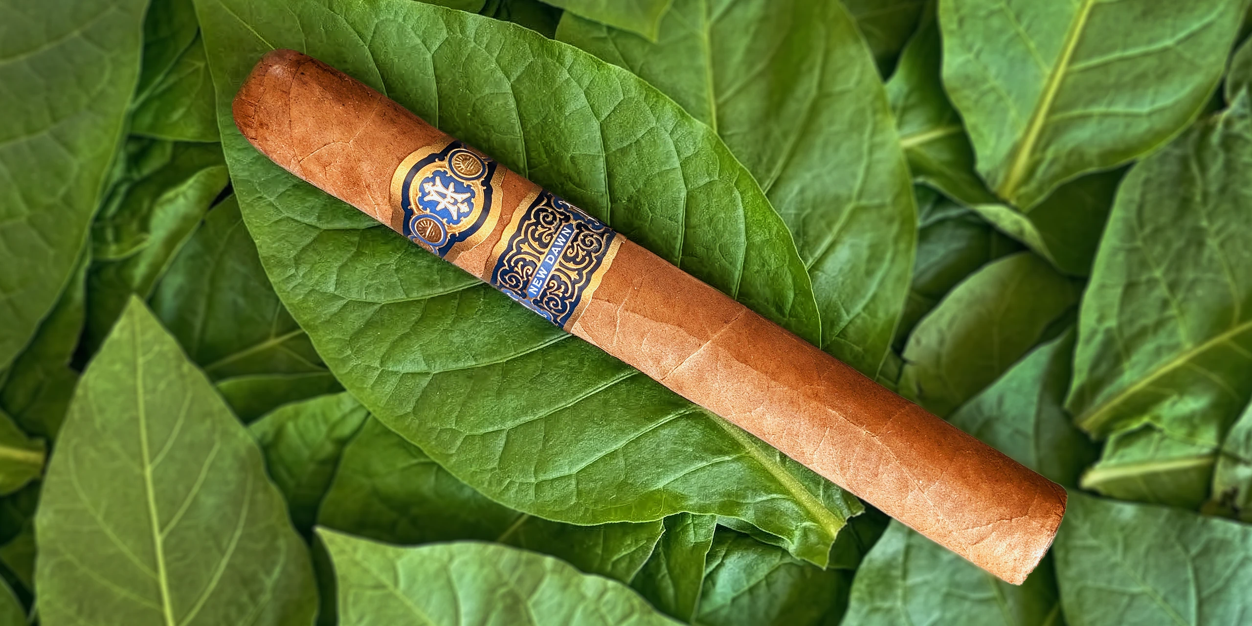 Avowed New Dawn – Corona Gorda (6 x 46)_HEADER_02a